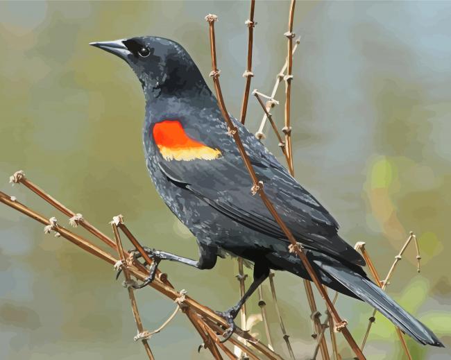 Red Winged Blackbird paint by number