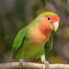 Rosy Faced Lovebird Paint by number
