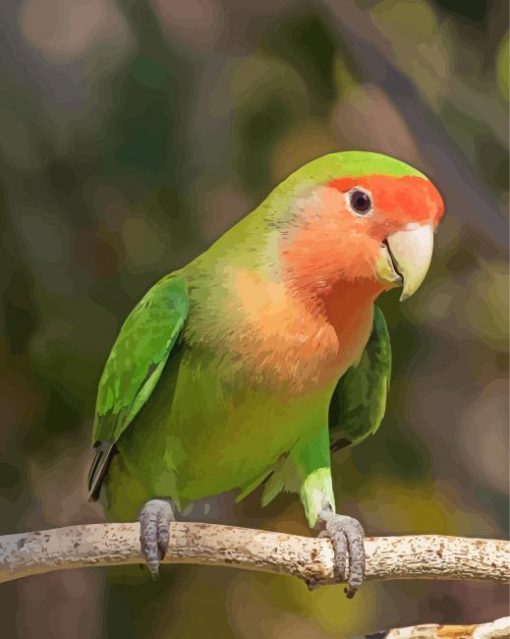 Rosy Faced Lovebird Paint by number