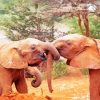 Two Cute Elephants Snuggling paint by number