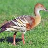Whistling Duck Bird paint by number