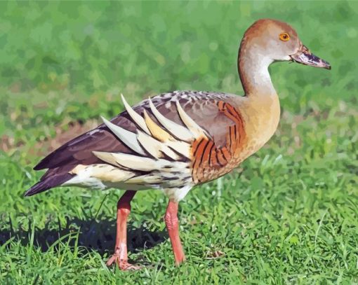 Whistling Duck Bird paint by number