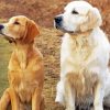 White And Golden Retriever Dogs paint by number
