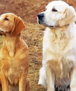 White And Golden Retriever Dogs paint by number