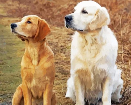 White And Golden Retriever Dogs paint by number