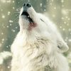 White Winter Wolf paint by number
