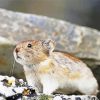 Adorable Collared Pika paint by number