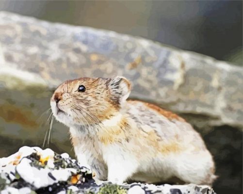 Adorable Collared Pika paint by number