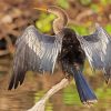 Aesthetic Anhinga paint by number
