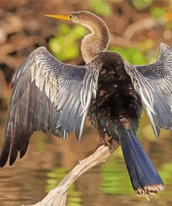 Aesthetic Anhinga paint by number