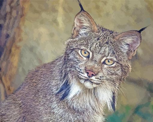 Aesthetic Canada Lynx Animal paint by number