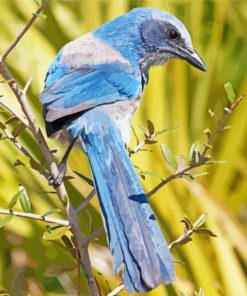 Aesthetic Florida Scrub Jay paint by number