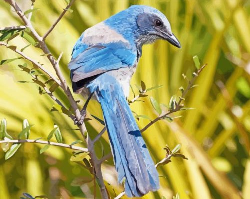 Aesthetic Florida Scrub Jay paint by number