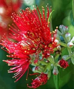 Aesthetic Pohutukawa Flower Paint by number
