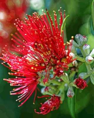 Aesthetic Pohutukawa Flower Paint by number