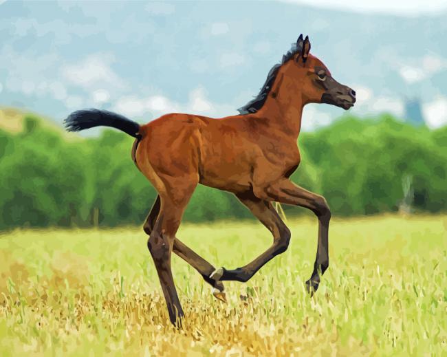 Arabian Horse Foal paint by number