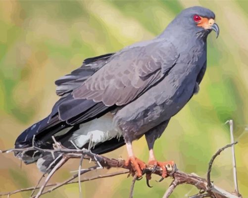 Black Snail Kite paint by number