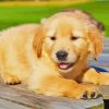 Cute Golden Puppy paint by number