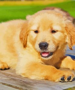 Cute Golden Puppy paint by number