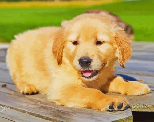 Cute Golden Puppy paint by number