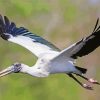 Flying Wood Stork paint by number