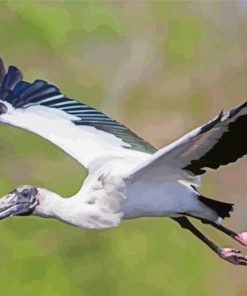 Flying Wood Stork paint by number