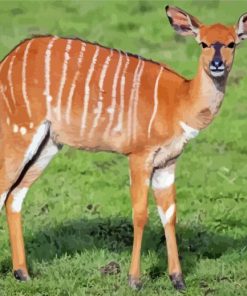 Nyala Animal paint by number