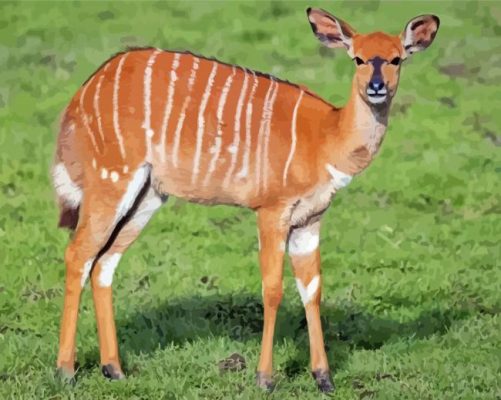 Nyala Animal paint by number