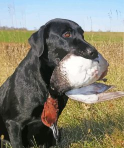 The Labrador Retriever Dog Hunting Duck paint by number
