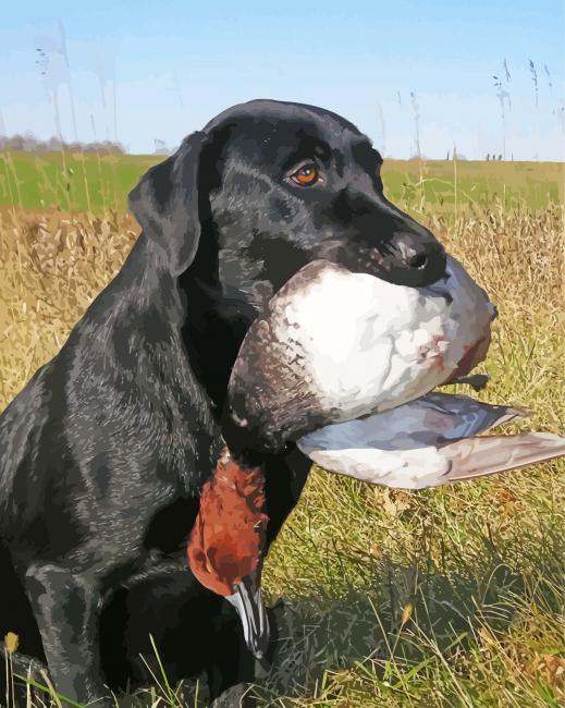 The Labrador Retriever Dog Hunting Duck paint by number