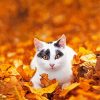 White Cat And Autumn Leaves paint by number