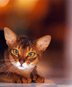 Cute Little Abyssinian Paint by number