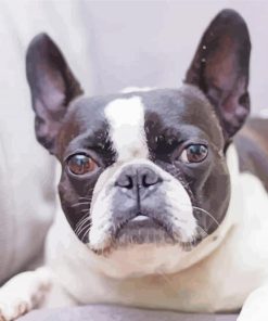 Frenchton Pet paint by number