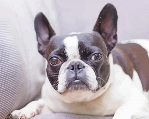 Frenchton Pet paint by number