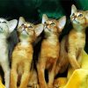 Abyssinian Kittens Paint by number