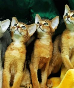Abyssinian Kittens Paint by number