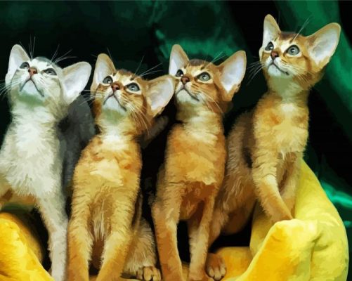 Abyssinian Kittens Paint by number