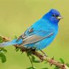 Aesthetic Indigo Bunting Paint by number