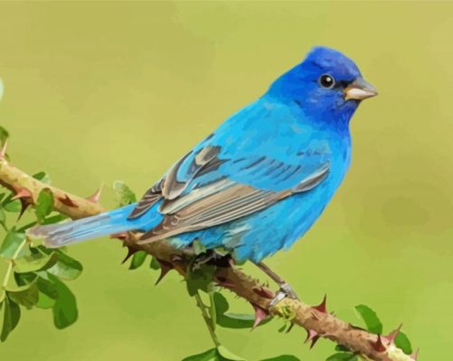 Aesthetic Indigo Bunting Paint by number