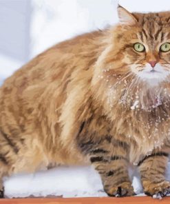 Aesthetic Siberian Cat paint by number
