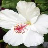 Aesthetic White Hibiscus Flower paint by number