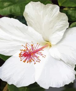 Aesthetic White Hibiscus Flower paint by number
