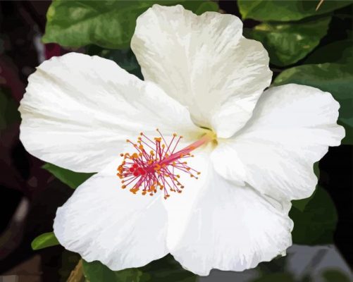 Aesthetic White Hibiscus Flower paint by number