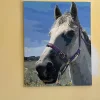 Painting By Numbers Custom​ Pets galler 3